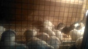 Моим перепелам 25 дней, содержание перепелов на подстилке,  плюсы и минусы комбикормов