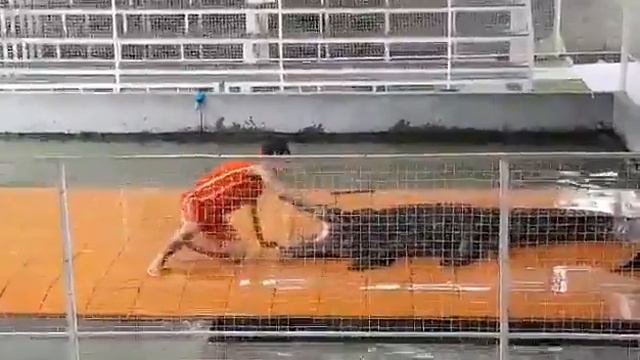 Вьетнам. Шоу с крокодилом. смотреть онлайн