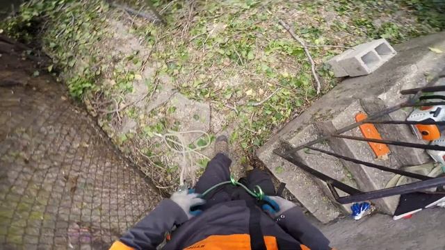 Ailanthus 2017 смотреть онлайн