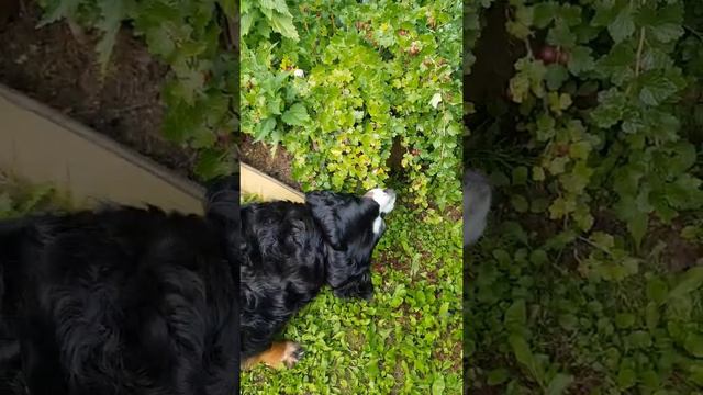 Боня ест крыжовник смотреть онлайн