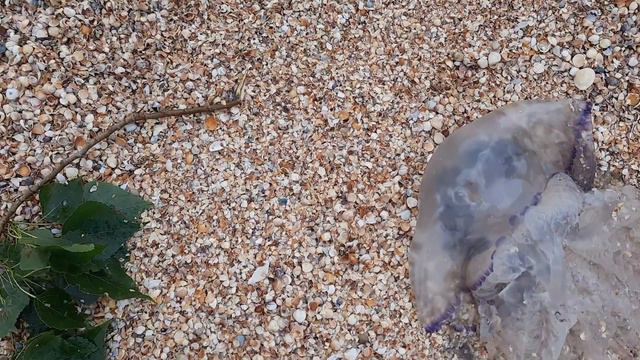 Гигантские медузы в Азовском море! смотреть онлайн