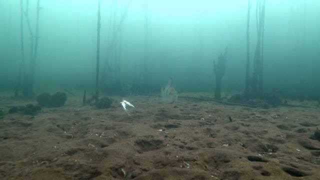 ПУЧОК ЖИВЦА В ДЕЙСТВИИ! Подводная съемка. Зимняя рыбалка на жерлицы смотреть онлайн