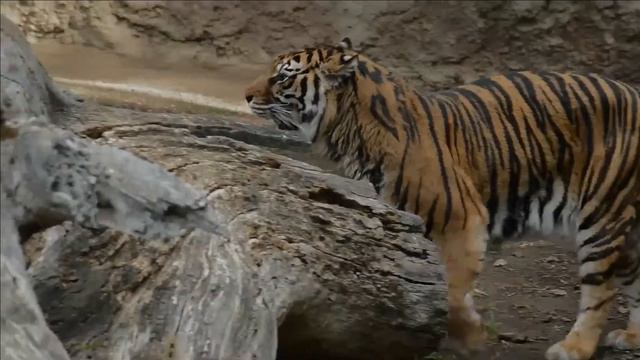 Sumatran Tiger facts 🐅 the only surviving tiger population in the Sunda Islands Indonesia 🇮🇩 смотреть онлайн