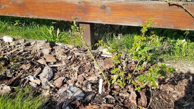 Уход за розами в мае: удобрения и профилактические обработки. смотреть онлайн