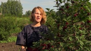 Вишня войлочная Натали