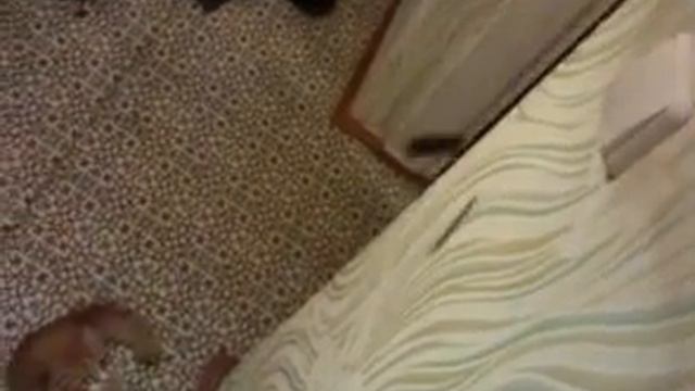 УМНЫЙ КОТэ ВЫКЛЮЧАЕТ СВЕТ! смотреть онлайн
