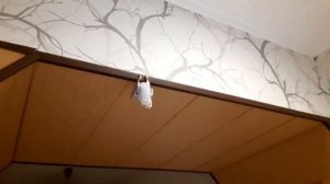 Когда выпускать попугая из клетки, после покупки?