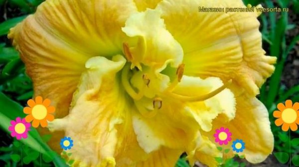 Лилейник гибридный Динамик Дуо. Краткий обзор, описание характеристик hemerocallis Dynamic Duo