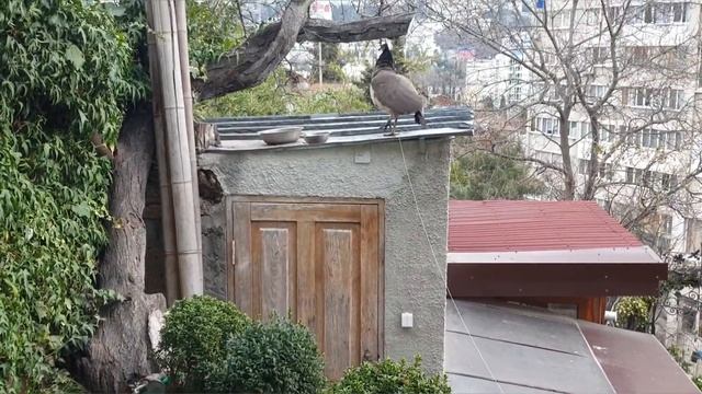 ПАВЛИН! КАК ОН ЛЕТАЕТ? смотреть онлайн