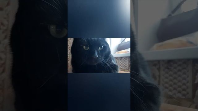 #Кошки.разные глаза смотреть онлайн