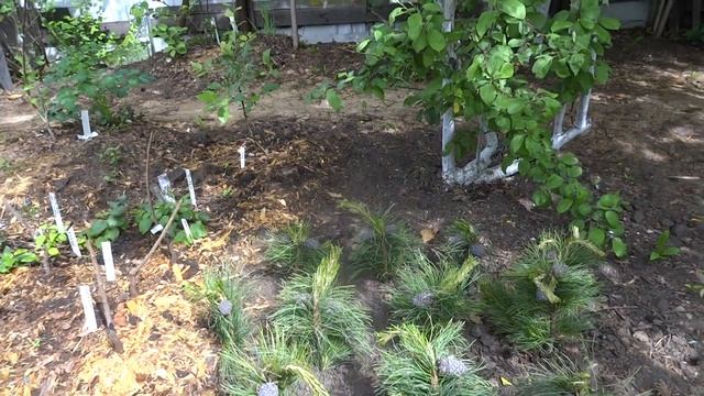 Кедр Шишки смотреть онлайн