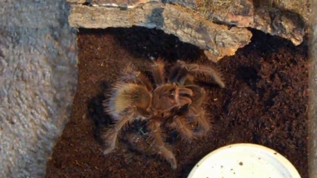 Theraphosa apophysis смотреть онлайн