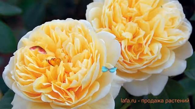 Роза парковая Шарлотта (rose Paulus) ? роза Шарлотта обзор: как сажать саженцы розы Шарлотта