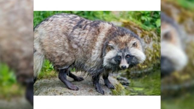 Фотогалерея семейство Собачьи смотреть онлайн