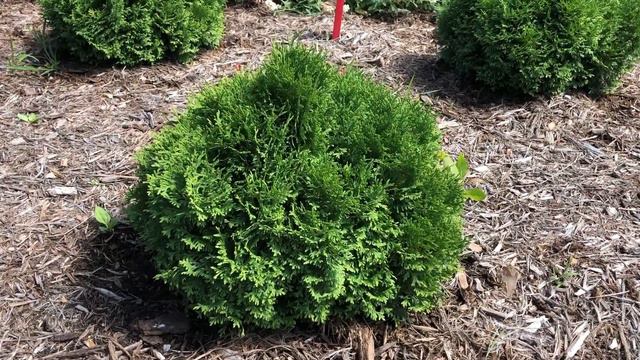 Tater Tot Thuja | gardencrossings.com смотреть онлайн