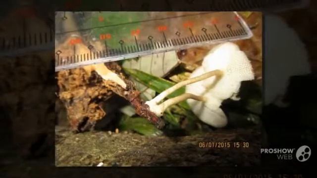 Polyporus arcularius - fungi kingdom смотреть онлайн