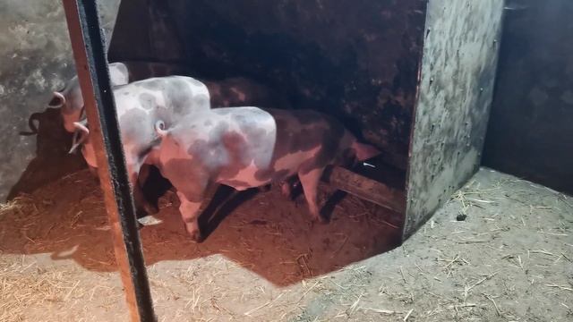 Петренчики на продажу 2 месяца 30-35 кг, от 15т.р т. 8986 733-1025 смотреть онлайн