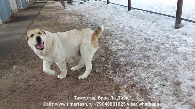ВИВА (Тимерташ Вива Ла Дива) 6 лет сука питомника www.timertash.ru +79048881825 viber whatsapp смотреть онлайн