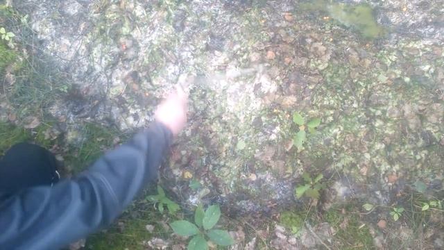 Странная слизь в лесу смотреть онлайн