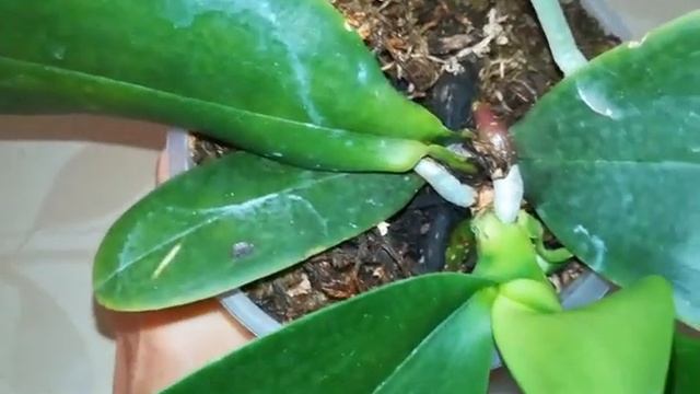 ПОЛНОЕ ВОСКРЕШЕНИЕ КРАСАВИЦЫ ОРХИДЕИ CHIENLUNG BLACK PARROT! ❣️❤️???#PHALAENOPSIS #ORHIDS #ORJIDEA смотреть онлайн