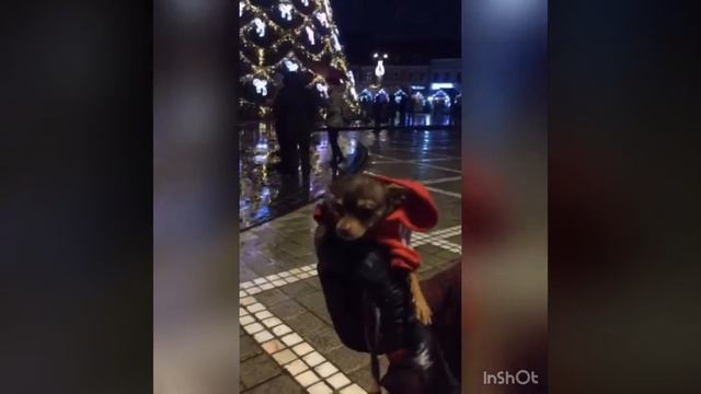 Рождественские каникулы ! смотреть онлайн