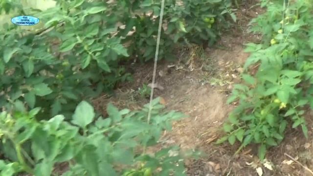 ЛУЧШАЯ СХЕМА ПОДКОРМКИ ТОМАТОВ В ПЛОДОНОШЕНИИ смотреть онлайн