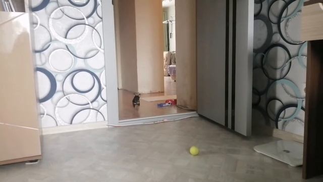 мой любимый питомец || мой щенок в 2 месяца Той-терьер смотреть онлайн