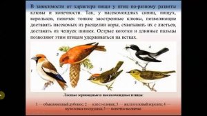 Многообразие птиц. Биология 7 класс.