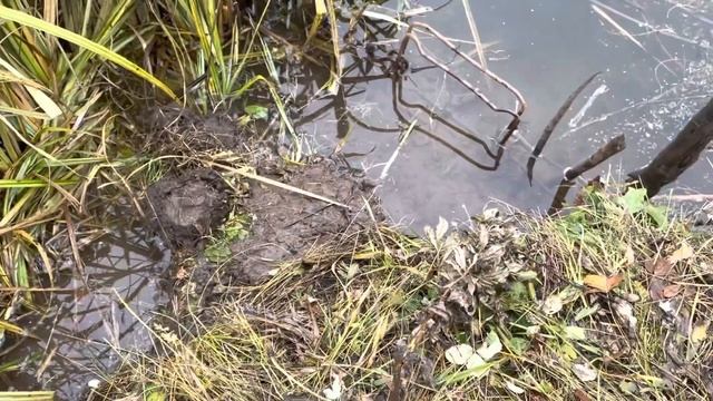 Охота на бобра с проходным капканом и приманкой бивер крик смотреть онлайн