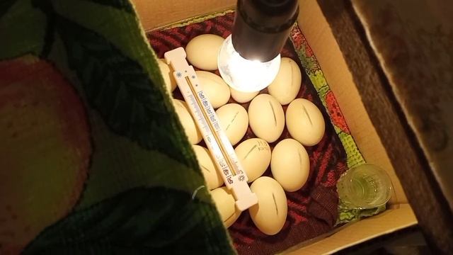 Инкубация мускусной утки индоутки в картонной коробке. 14день. Режим, охлаждение яиц. Часть 3 смотреть онлайн