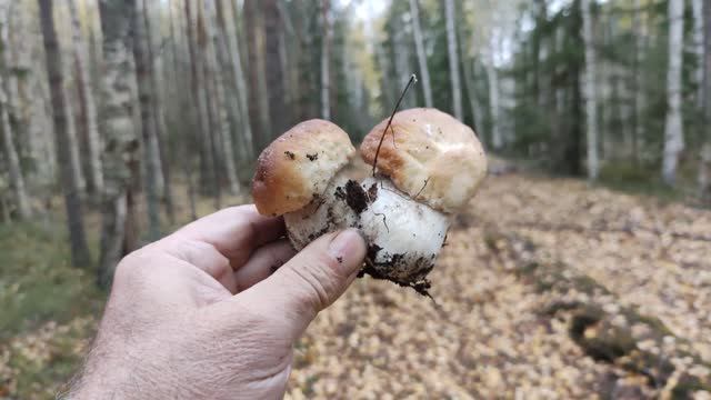 Белый гриб в понедельник.. смотреть онлайн