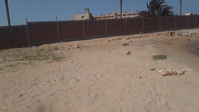 Египет 2021/Погода в Хургаде 9 апреля/Снова ветра/Местные собакены/Блог о жизни в Египте смотреть онлайн