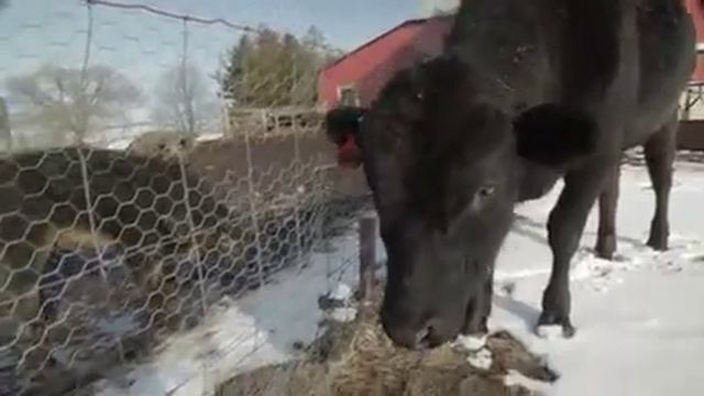 Bakers Green Acres vs. Michigan DNR - Family Farm Under Attack смотреть онлайн