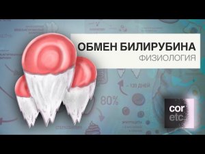 Обмен билирубина (метаболизм билирубина)