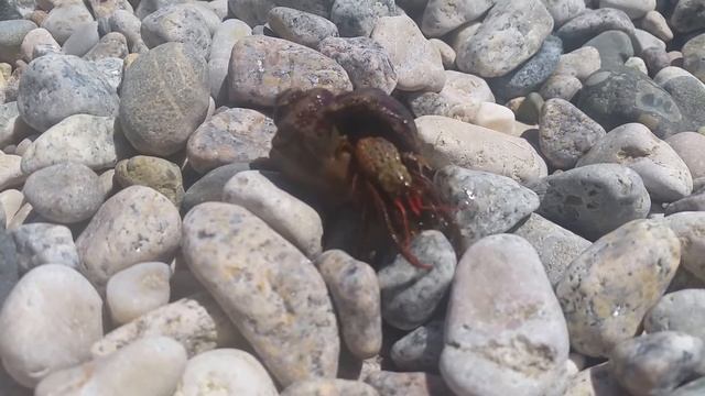 Огромный рак отшельник в Чермном море съел рапана! смотреть онлайн