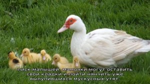 Индоутки — описание породы