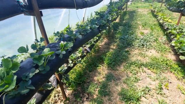 Выращивание земляники,мои первые и не последние ошибки... смотреть онлайн