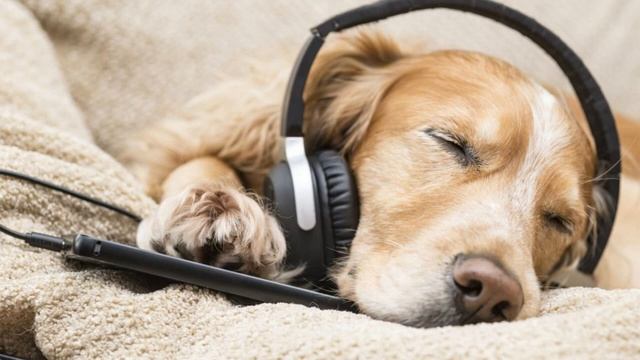 [Dog / Cat Music] Лечебная музыка для собак / кошек! Музыка для домашних животных для снятия стресс смотреть онлайн