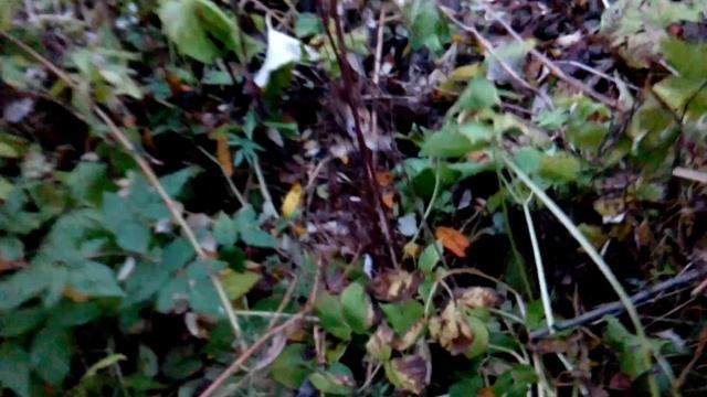 Черный Дрозд ( Самка). смотреть онлайн