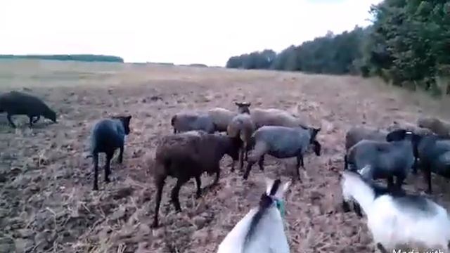 Романовцам тяжко без коз смотреть онлайн