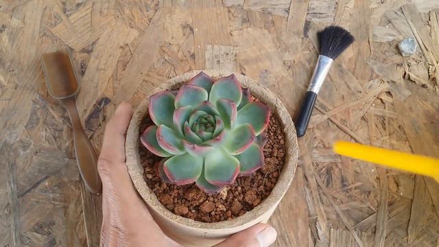 || 10 BENEFITS OF USING ACTIVATED CHARCOAL IN YOUR SUCCULENT MIX || смотреть онлайн