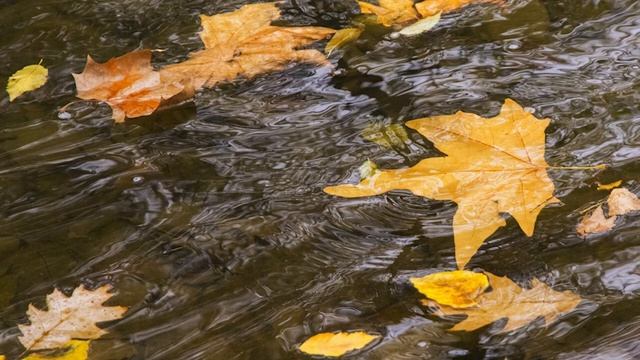 Опавший лист. Красивая фортепианная музыка/Fallen leaf. Beautiful piano music смотреть онлайн