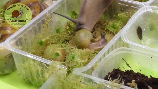 Спячка улиток. Почему они уходят в спячку и как правильно разбудить? смотреть онлайн