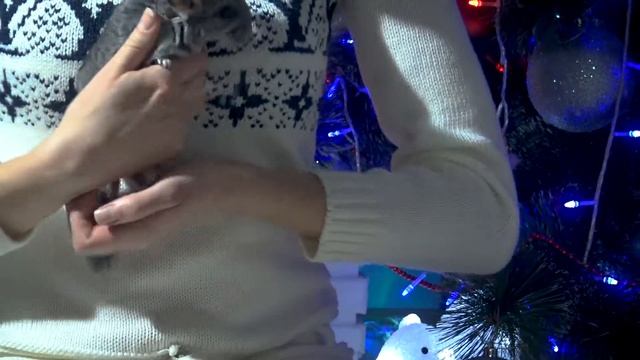 Как выбрать шиншиллу? Покупка шиншилленка. Возраст смотреть онлайн