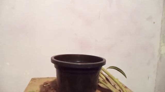 How to Grow Nerium Oleander Bonsai tree from air layering | Grow Kaner in the pot (Hindi) смотреть онлайн