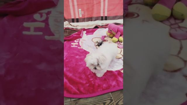 Маленькая Красоточка 🥰 смотреть онлайн