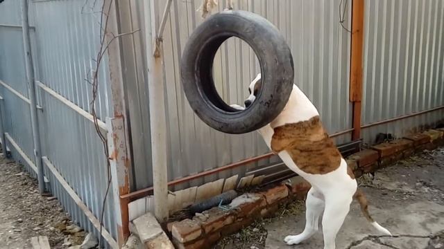 Бульдог Серега 6 мес Американский бульдог смотреть онлайн