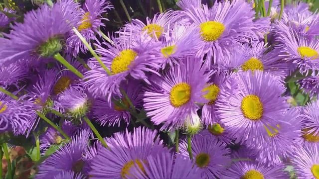 Эригерон,мелколепестник или астра Канадская. смотреть онлайн