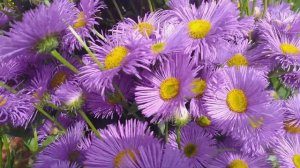 Эригерон,мелколепестник или астра Канадская.
