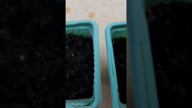 Вигна Каракалла из семян. смотреть онлайн